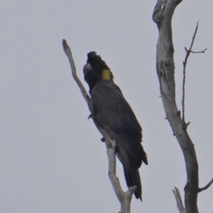 Zanda funerea at Hughes, ACT - 20 Jan 2020 09:42 AM