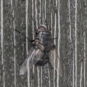 Rutilia (Donovanius) sp. (genus & subgenus) at Bonython, ACT - 19 Dec 2019