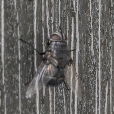 Rutilia (Donovanius) sp. (genus & subgenus) (A Bristle Fly) at Bonython, ACT - 19 Dec 2019 by WarrenRowland