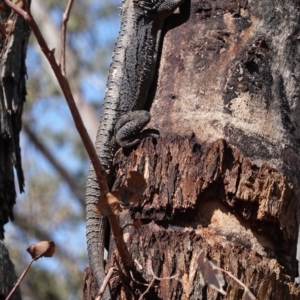 Pogona barbata at Deakin, ACT - 21 Jan 2020