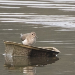 Actitis hypoleucos (Common Sandpiper) at Isabella Pond - 13 Jan 2020 by WarrenRowland