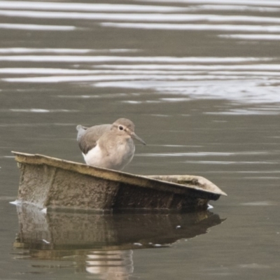 Actitis hypoleucos (Common Sandpiper) at Tuggeranong Creek to Monash Grassland - 13 Jan 2020 by WarrenRowland