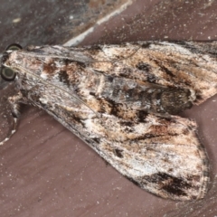 Salma pyrastis (A Pyralid moth (Epipaschiinae subfam.)) at Lilli Pilli, NSW - 16 Jan 2020 by jbromilow50