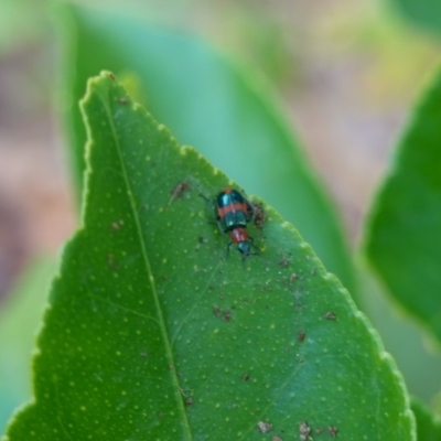 Dicranolaius bellulus (Red and Blue Pollen Beetle) at Hughes, ACT - 20 Jan 2020 by JackyF