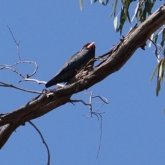 Eurystomus orientalis (Dollarbird) at Red Hill to Yarralumla Creek - 20 Jan 2020 by JackyF