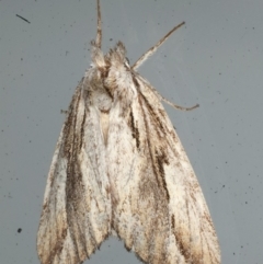 Ecnomodes sagittaria (A Notodontid Moth) at Lilli Pilli, NSW - 16 Jan 2020 by jbromilow50