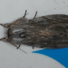 Destolmia lineata (Streaked Notodontid Moth) at Lilli Pilli, NSW - 16 Jan 2020 by jbromilow50
