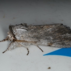 Destolmia lineata at Lilli Pilli, NSW - 16 Jan 2020 09:47 PM
