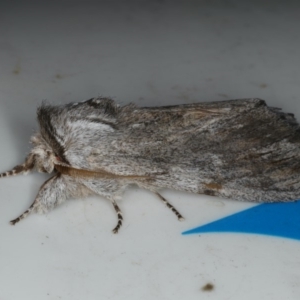 Destolmia lineata at Lilli Pilli, NSW - 16 Jan 2020