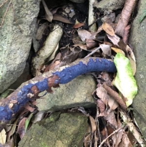 Terana caerulea at Wattamolla, NSW - 21 Jan 2020