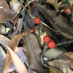 Cruentomycena viscidocruenta (Ruby Mycena) at Wattamolla, NSW - 21 Jan 2020 by BotanyDangle