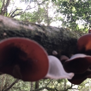 Auricularia cornea at Wattamolla, NSW - 21 Jan 2020