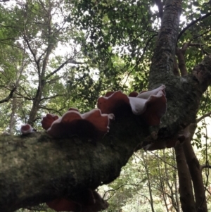 Auricularia cornea at Wattamolla, NSW - 21 Jan 2020