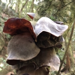 Auricularia cornea at Wattamolla, NSW - 21 Jan 2020 06:26 PM