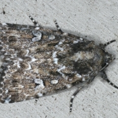 Ectopatria horologa (Nodding Saltbush Moth) at Lilli Pilli, NSW - 16 Jan 2020 by jbromilow50