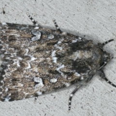 Ectopatria horologa (Nodding Saltbush Moth) at Lilli Pilli, NSW - 16 Jan 2020 by jb2602