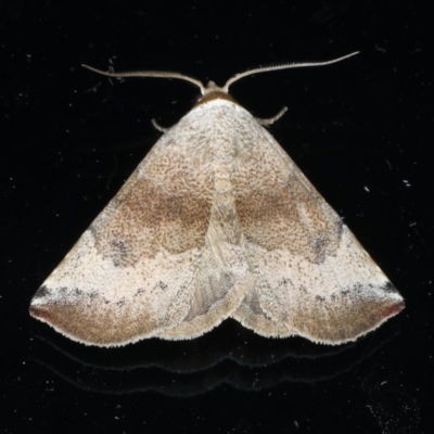 Mataeomera mesotaenia (Large Scale Moth) at Lilli Pilli, NSW - 16 Jan 2020 by jb2602