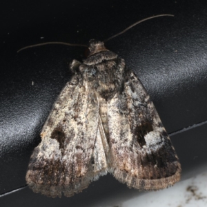 Thoracolopha verecunda at Lilli Pilli, NSW - 16 Jan 2020