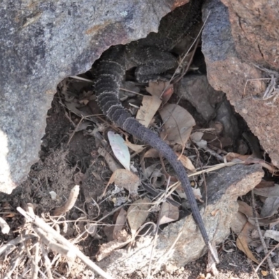 Pogona barbata (Eastern Bearded Dragon) at Red Hill Nature Reserve - 21 Jan 2020 by JackyF