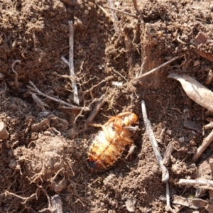 Calolampra sp. (genus) at Deakin, ACT - 21 Jan 2020