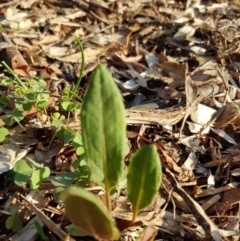 Rumex brownii (Slender Dock) at Weston, ACT - 20 Jan 2020 by AliceH