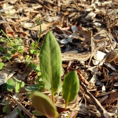 Rumex brownii (Slender Dock) at Fowles St. Woodland, Weston - 20 Jan 2020 by AliceH