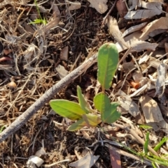 Rumex brownii at Weston, ACT - 20 Jan 2020 05:45 PM