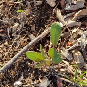 Rumex brownii at Weston, ACT - 20 Jan 2020