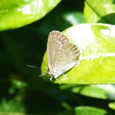 Zizina otis (Common Grass-Blue) at Hughes, ACT - 20 Jan 2020 by JackyF