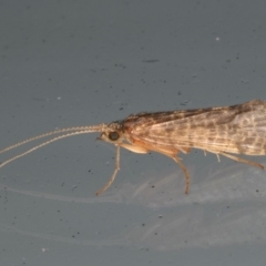 TRICHOPTERA at Lilli Pilli, NSW - 16 Jan 2020 by jb2602