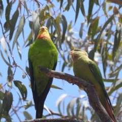 Polytelis swainsonii (Superb Parrot) at Watson Woodlands - 21 Jan 2020 by HelenCross