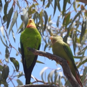 Polytelis swainsonii at Watson, ACT - 21 Jan 2020