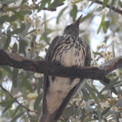 Oriolus sagittatus (Olive-backed Oriole) at Watson Woodlands - 21 Jan 2020 by HelenCross