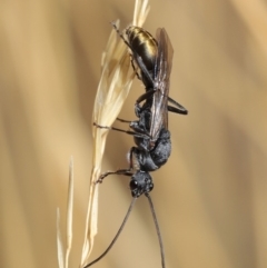 Myrmecia piliventris (Golden tail bull ant) at Hackett, ACT - 18 Jan 2020 by TimL