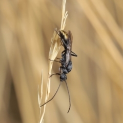 Myrmecia piliventris at Hackett, ACT - 19 Jan 2020