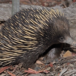 Tachyglossus aculeatus at Hackett, ACT - 17 Jan 2020