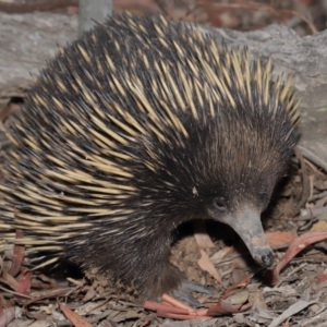 Tachyglossus aculeatus at Hackett, ACT - 17 Jan 2020