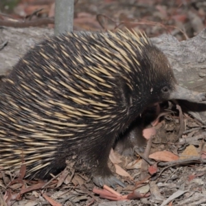 Tachyglossus aculeatus at Hackett, ACT - 17 Jan 2020