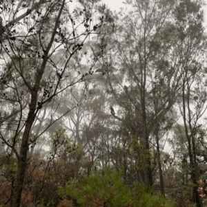 Calyptorhynchus lathami at Bundanoon, NSW - 11 Jan 2020