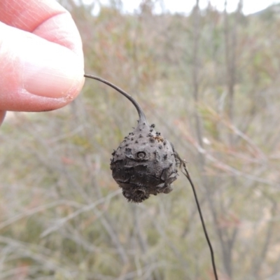 Bolboschoenus (genus) (A Rush/Sedge) at Tennent, ACT - 15 Dec 2019 by MichaelBedingfield