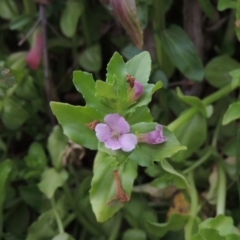 Gratiola peruviana (Australian Brooklime) at Gigerline Nature Reserve - 15 Dec 2019 by michaelb