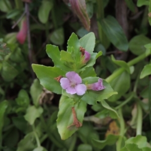 Gratiola peruviana at Tennent, ACT - 15 Dec 2019