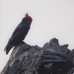 Callocephalon fimbriatum at O'Malley, ACT - 18 Jan 2020