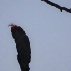 Callocephalon fimbriatum (Gang-gang Cockatoo) at O'Malley, ACT - 18 Jan 2020 by Mike