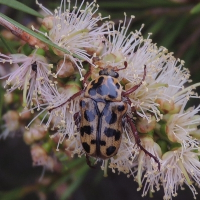 Neorrhina punctata (Spotted flower chafer) at Gigerline Nature Reserve - 15 Dec 2019 by michaelb