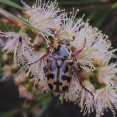 Neorrhina punctata (Spotted flower chafer) at Tennent, ACT - 15 Dec 2019 by michaelb