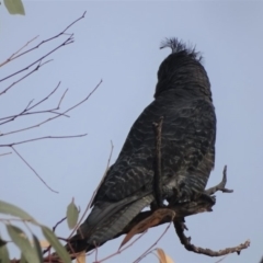 Callocephalon fimbriatum (Gang-gang Cockatoo) at O'Malley, ACT - 18 Jan 2020 by Mike