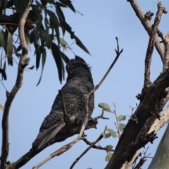 Callocephalon fimbriatum at O'Malley, ACT - 19 Jan 2020