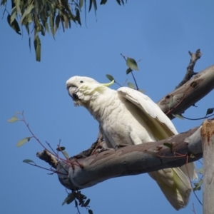 Cacatua galerita at O'Malley, ACT - 19 Jan 2020 08:42 AM