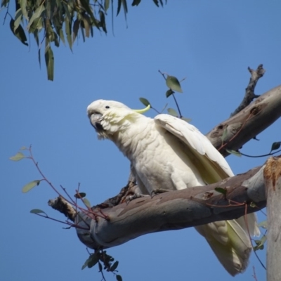 Cacatua galerita (Sulphur-crested Cockatoo) at O'Malley, ACT - 18 Jan 2020 by Mike